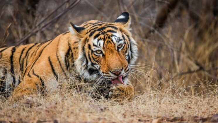Bring your holiday spirit this New Year in Ranthambore