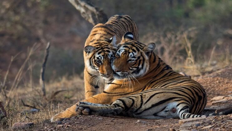 Visit Ranthambore National Park on New Year’s Eve