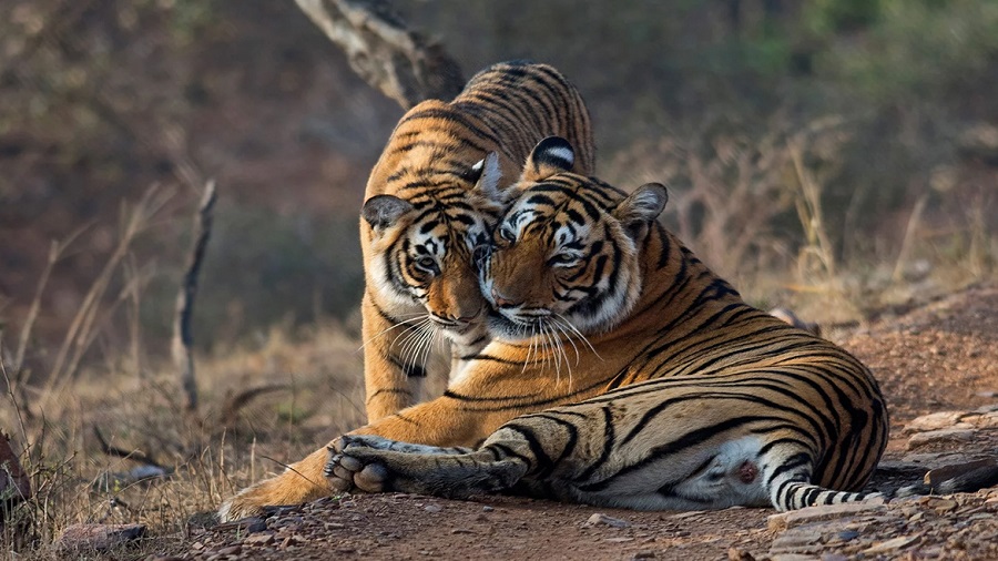 ranthambore safari