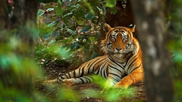 Ranthambore National Park: Death of Tiger-Tigress in Last Seven Days Raised Concern for Forest Department