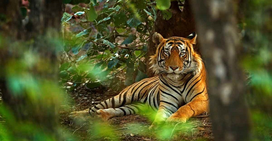 ranthambore tiger