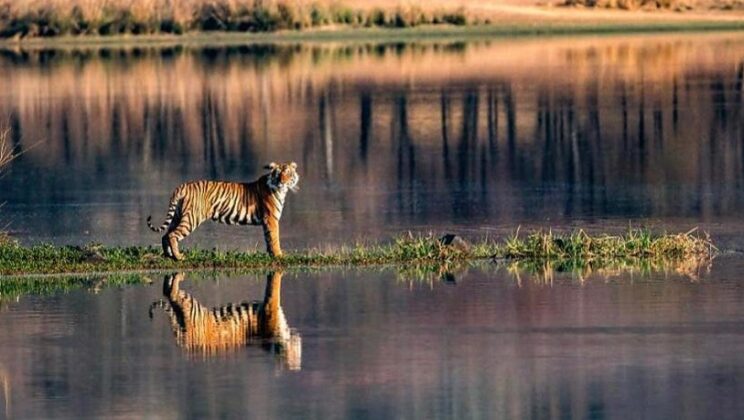 Ranthambore National Park: Best Place to Visit in Your Budget