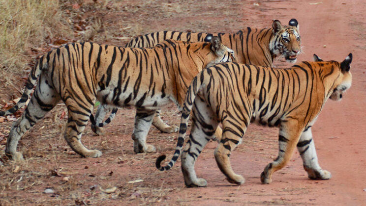 The Best Time to Visit Ranthambore in Finest Weather