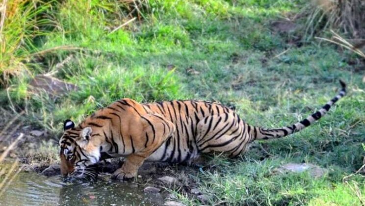 What is the Best Time to See Ranthambore National Park?