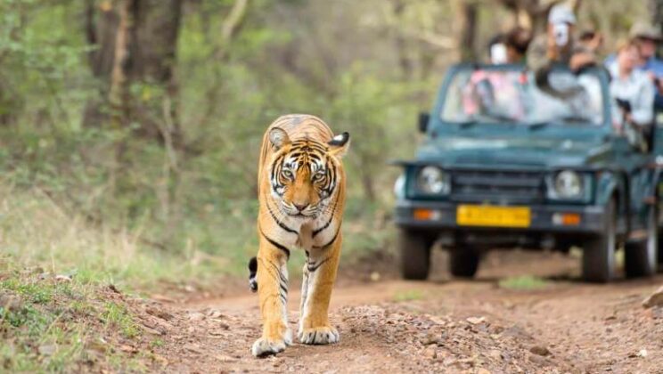 Ranthambore National Park: Place For Perfect       Vacation