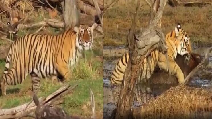 Ranthambore Viral Video: Tigress Ridhi hunted, The Moment of Goosebumps