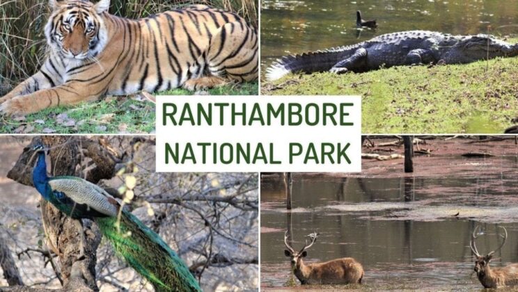 Relocation Turned Out to be a Death Warrant for Ranthambore Beloved Chikku