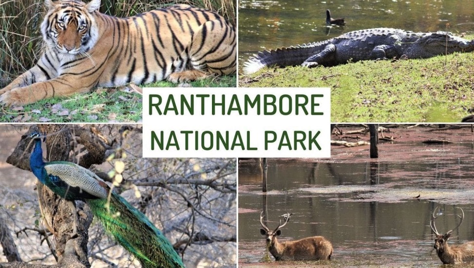 ranthambore best time visit