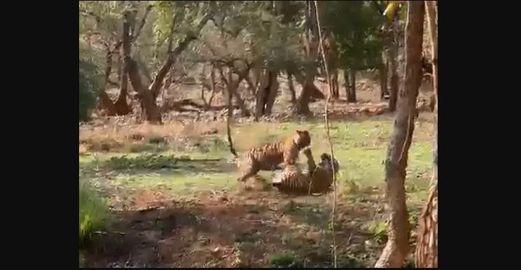 Tourists Were Thrilled to See the Fight of Tigress and Cub in Ranthambore