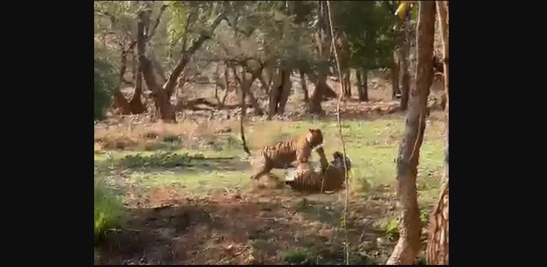 tigress nuri fight