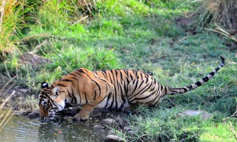 ranthambore news