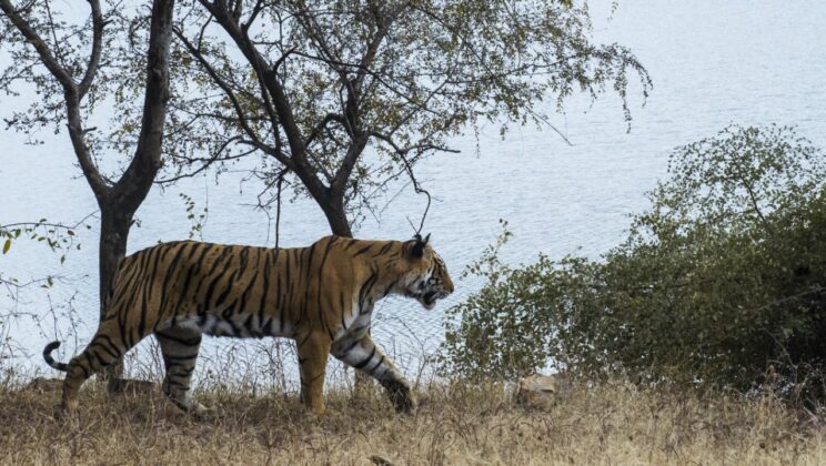Story of Tiger Ennead Attacking the Dog in Ranthambore