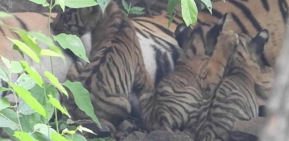 tiger cubs