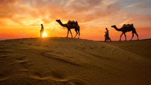 rajasthan camels