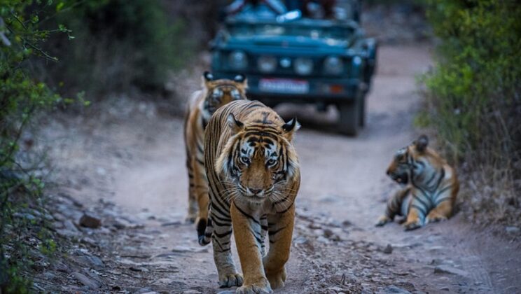 Get Some Thrill Pills in Ranthambore