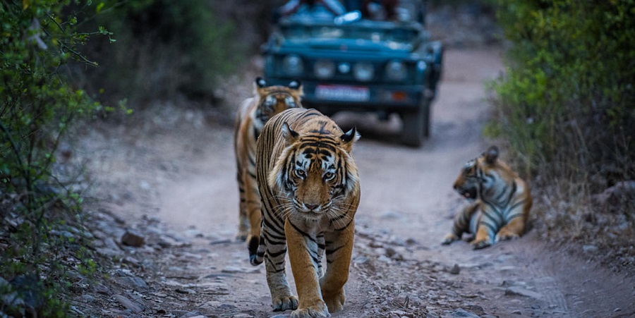 ranthambore tiger tour