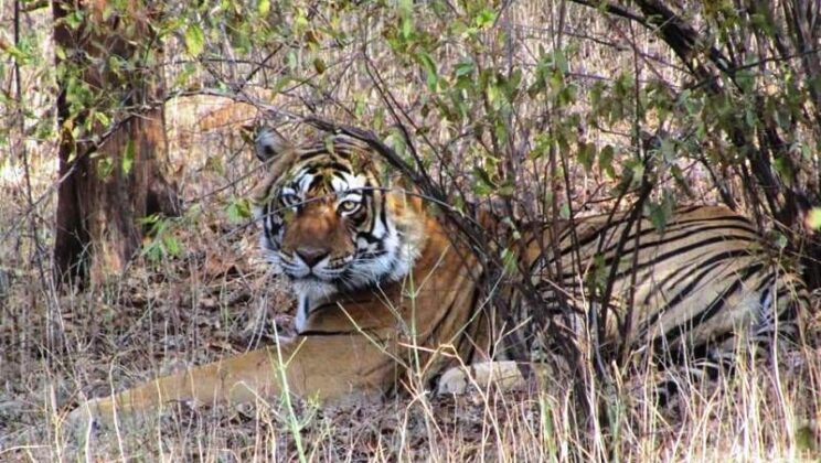 Nature Attire in Ranthambore Tiger Reserve