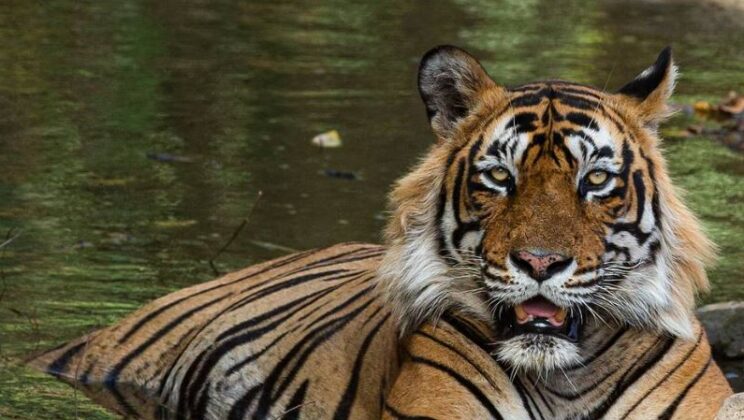 Books to Read about Ranthambore National Park