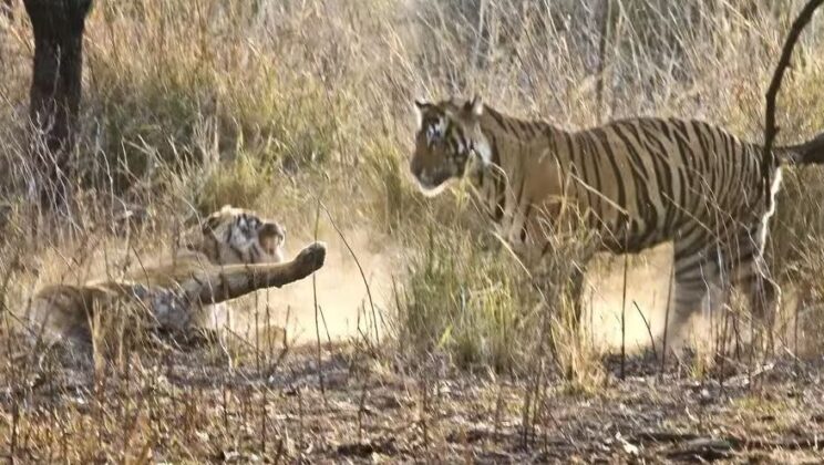 Fierce conflict between tigers in Ranthambore National Park broke out over territory