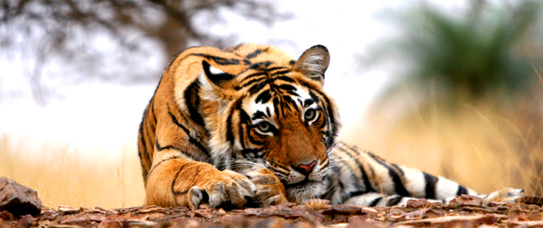 ranthambore-tiger