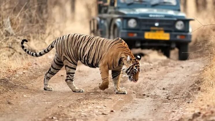 Expert Advice on Navigating Ranthambore’s Climate