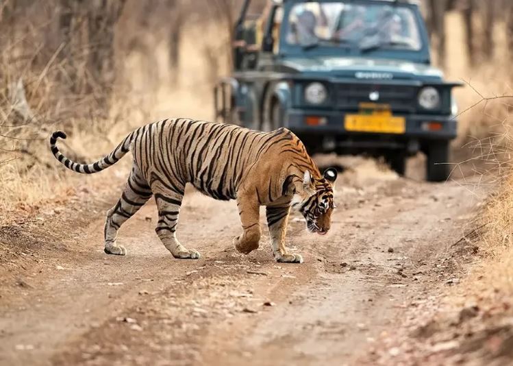 tiger in ranthambore