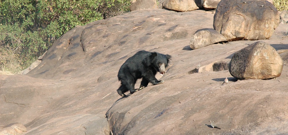 sloth bear