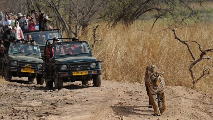 Essentials for a Memorable Ranthambore Experience
