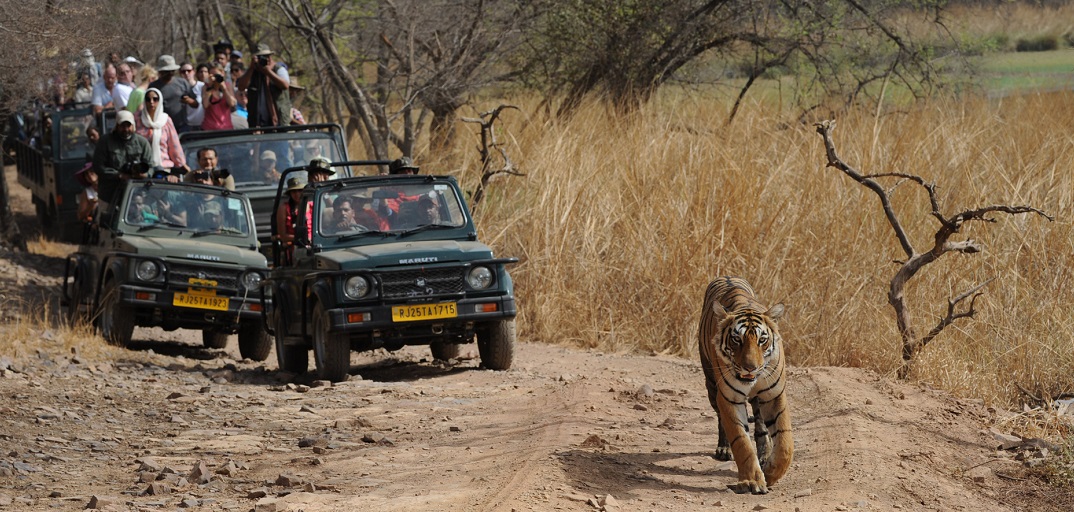 ranthambore tiger safari