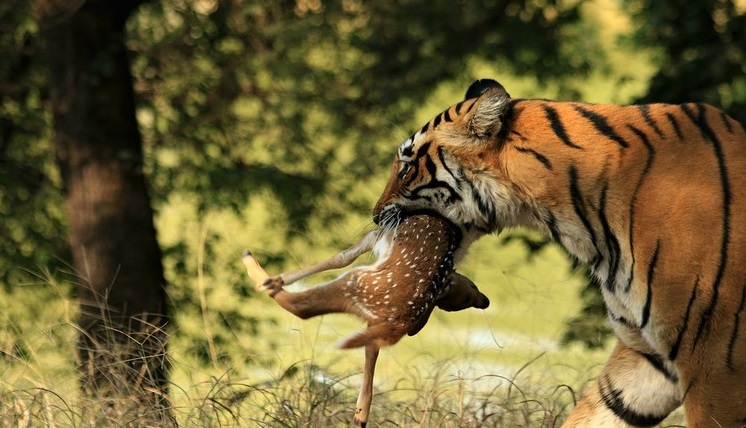 ranthambore