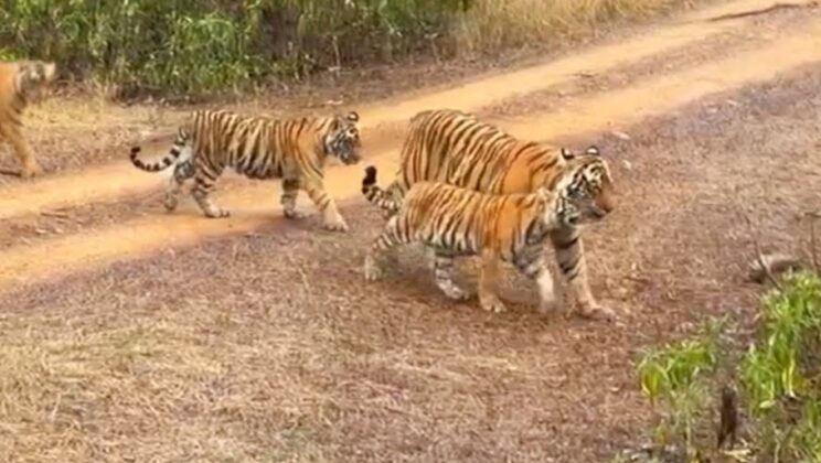 ‘Bathing Time’ for Tigress Ridhhi and her Cubs – Captivating Video Enthuses Netizens