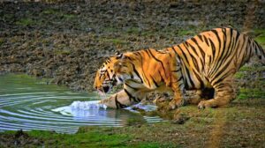 ranthambore tiger