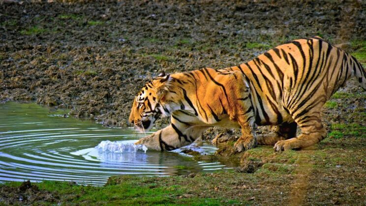 ‘The World’s Most Famous Tiger’ by Subbiah Nallamuthu – An Intriguing Documentary