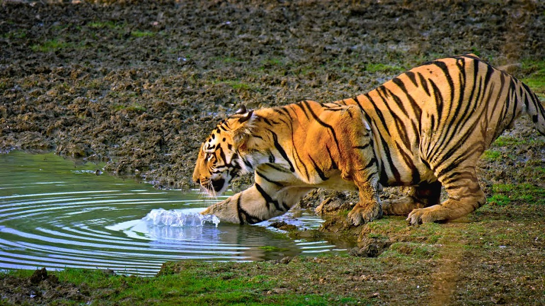 ranthambore tiger