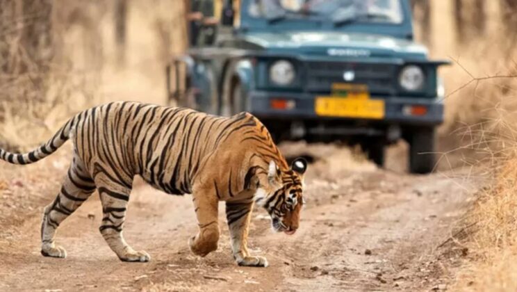 How to Plan the Perfect Trip to Ranthambore National Park?