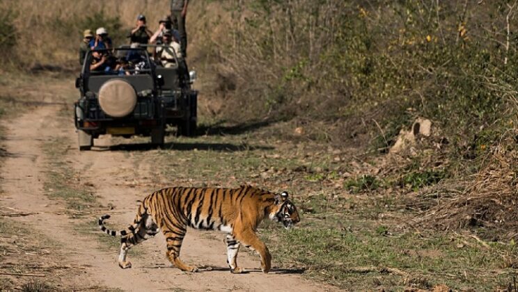 How to Spend Two Wonderful Days at Ranthambore Tiger Wonderland
