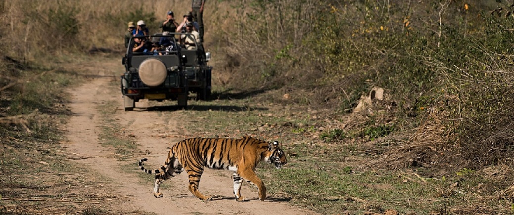 ranthambore tigers