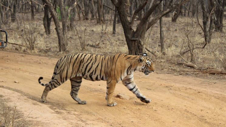 Best of Ranthambore National Park Tour Package
