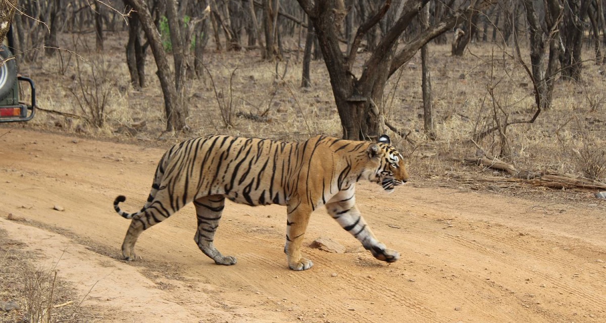 ranthambore tours