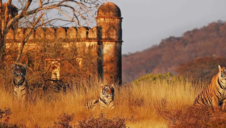 How to Spot Tigers in Ranthambore National Park