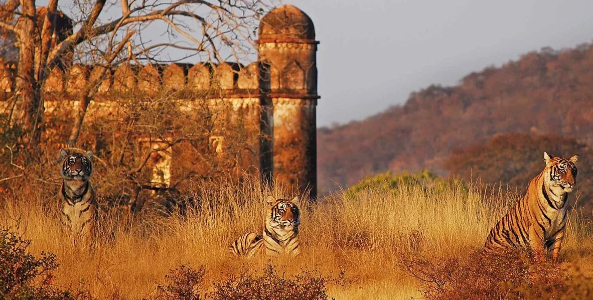 ranthambore sighting