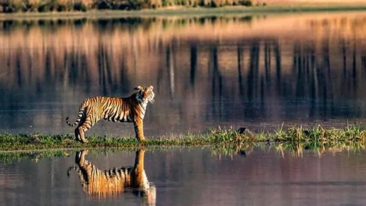 Reasons to Include Ranthambore National Park in Bucket List