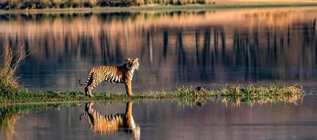 ranthambore tour