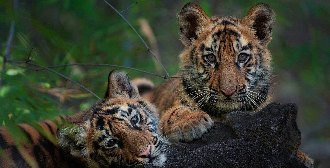 ranthambore wildlife