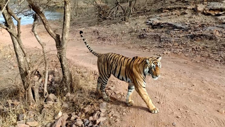Tigress Riddhi seen having fun with cubs in Ranthambore National Park, watch