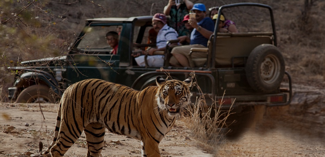 Ranthambore National Park The Capital Of The Royal Bengal Tigers 