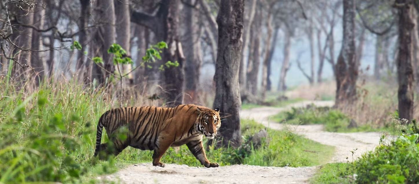 ranthambore tigers