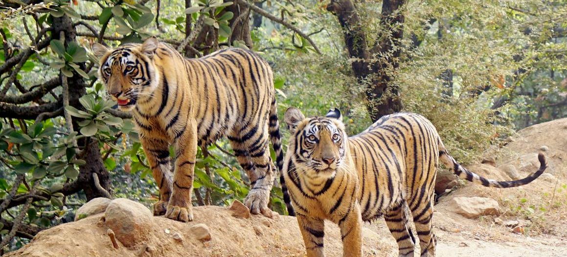 tiger-attack in ranthambore