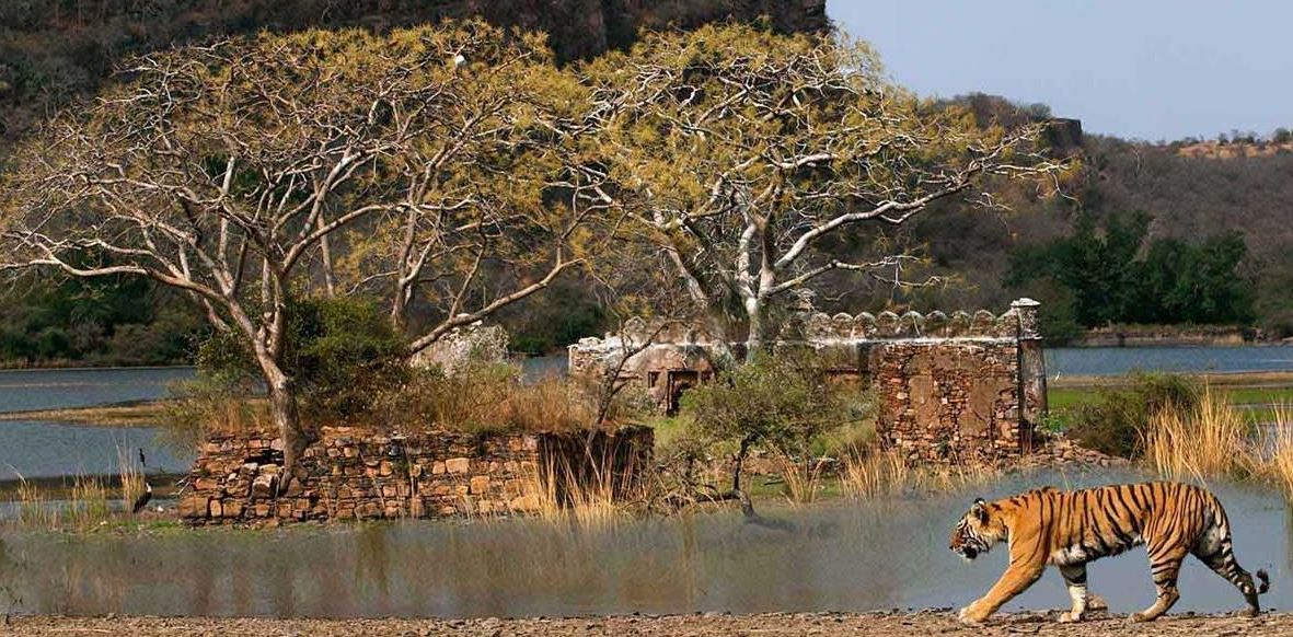 ranthambore travel tips
