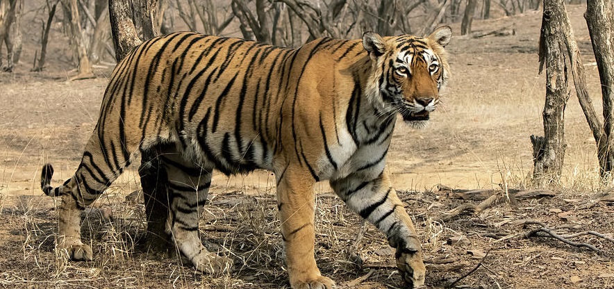 tigress arrowhead